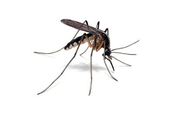 Clínica Veterinaria Romareda mosquito
