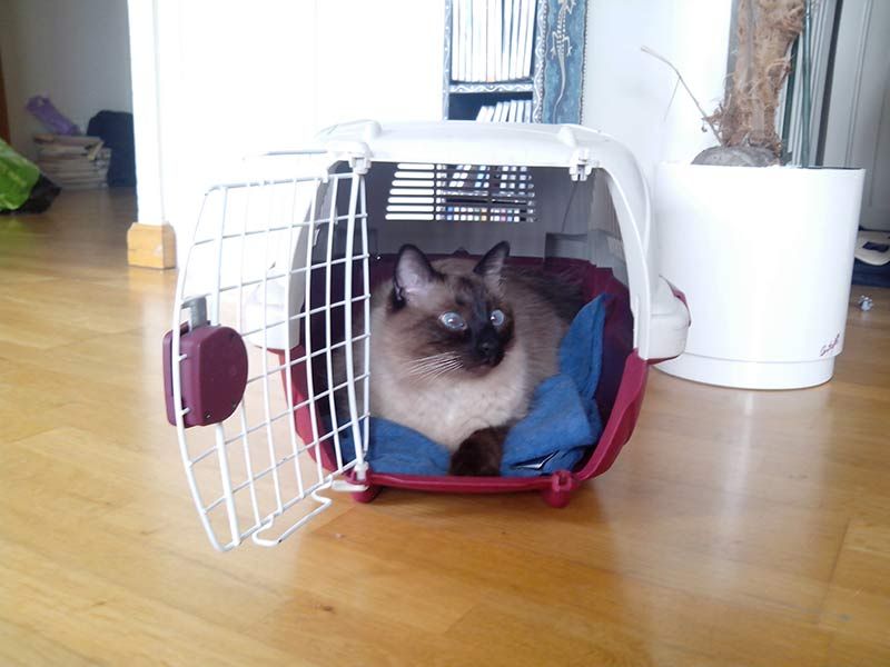 Clínica Veterinaria Romareda gato para transportar