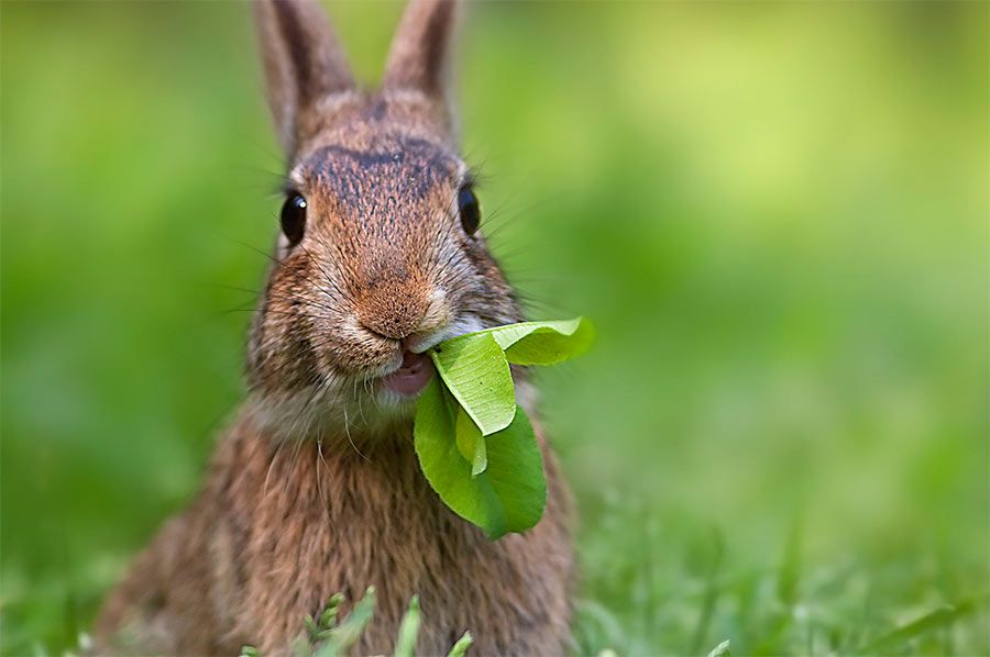 Clínica Veterinaria Romareda conejo comiendo
