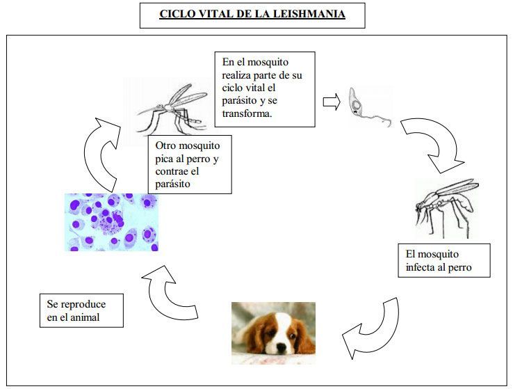 Clínica Veterinaria Romareda la Leishmaniosis canina