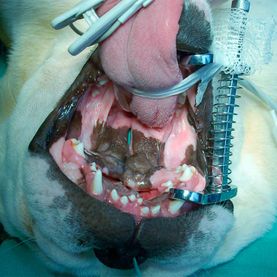 Clínica Veterinaria Romareda perro con defecto en paladar