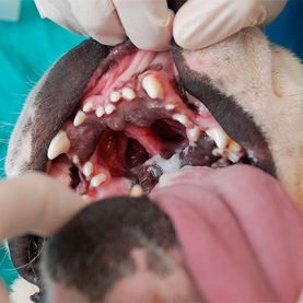 Clínica Veterinaria Romareda perro en cirugía