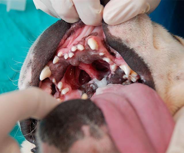 Clínica Veterinaria Romareda perro en cirugía