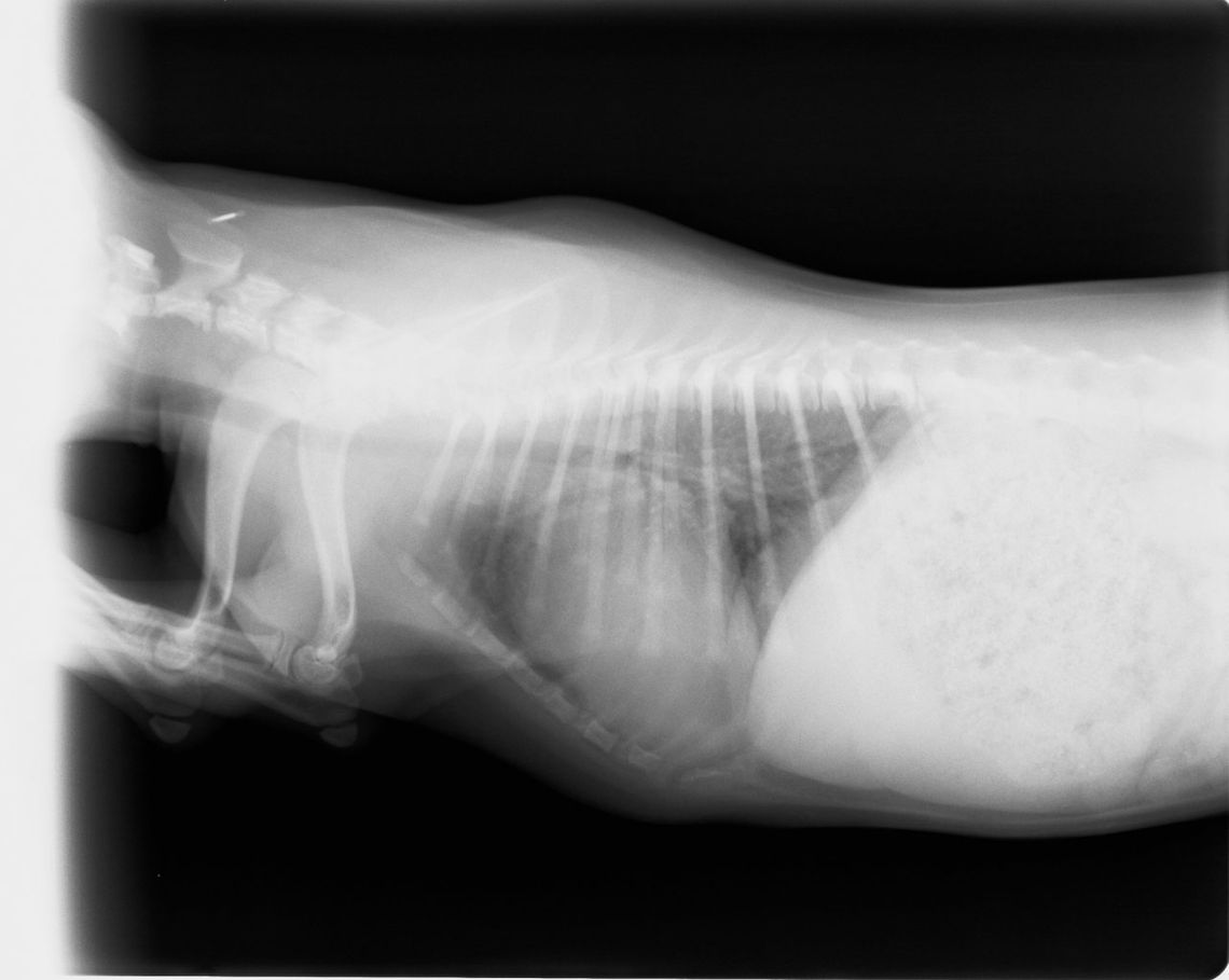 Clínica Veterinaria Romareda rayos x de perro