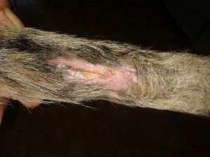 Clínica Veterinaria Romareda pata de perro con lesión