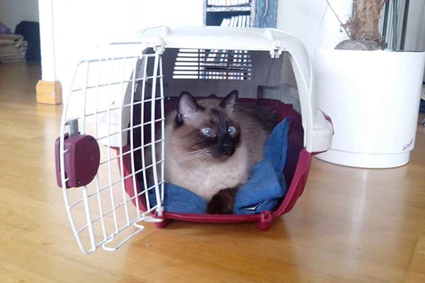 Clínica Veterinaria Romareda gato para transportar