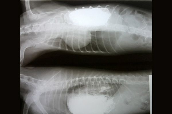 Clínica Veterinaria Romareda radiografía con contraste de bario
