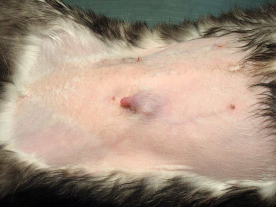 Clínica Veterinaria Romareda neoplasias mamarias felinas