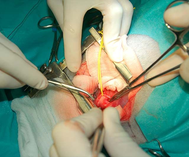Clínica Veterinaria Romareda pasamos una sutura doble de seda
