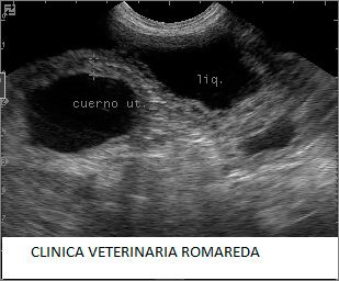 Clínica Veterinaria Romareda acumulación de pus en el útero