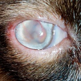 Clínica Veterinaria Romareda gato con enfermedad en los ojos