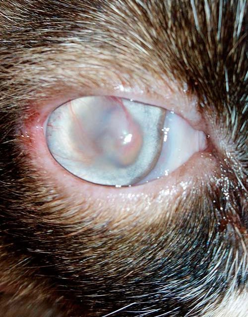 Clínica Veterinaria Romareda gato con enfermedad en los ojos